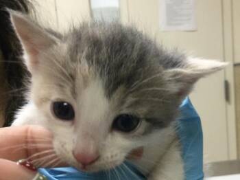 Domestic Short Hair Cats Available for Adoption in Riverside, California - MILA | PetCurious