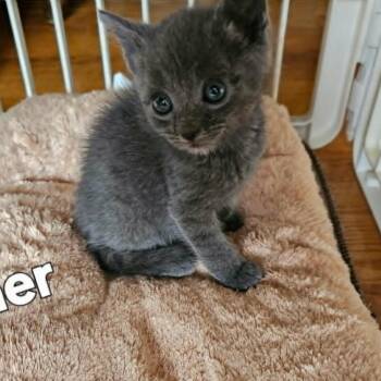 Asher -  Domestic Short Hair Cat for Adoption in Smithfield, North Carolina - Asher | PetCurious