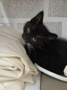 Xulia - 10841 -  Domestic Short Hair Cat for Adoption in Sainte-angèle-de-monnoir, Quebec - Xulia - 10841 | PetCurious