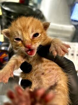 JAYDEN -  Domestic Short Hair Cat for Adoption in Dallas, Texas - JAYDEN | PetCurious