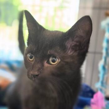 Domestic Short Hair Cats Available for Adoption in Muncie, Indiana - Coconut | PetCurious