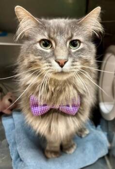 Domestic Long Hair Cats Available for Adoption - ROCKET | PetCurious
