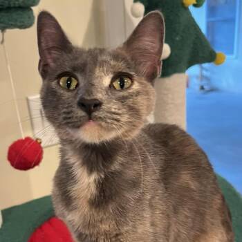 Domestic Short Hair Cats Available for Adoption - Chanel | PetCurious