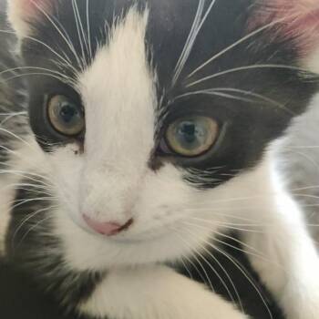 Domestic Short Hair Cats Available for Adoption in Roanoke, Virginia - Milo | PetCurious