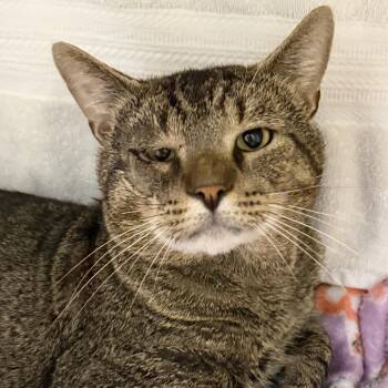 T-Rex -  Domestic Short Hair Cat for Adoption in Cooperstown, New York - T-Rex | PetCurious