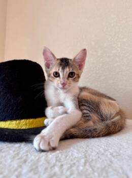 Coral -  Domestic Short Hair Cat for Adoption in Fort Collins, Colorado - Coral | PetCurious