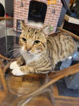 Magnus -  Domestic Short Hair Cat for Adoption in Warner Robins, Georgia - Magnus | PetCurious