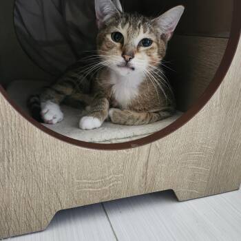 Domestic Short Hair Cats Available for Adoption in Pompano Beach, Florida - Pirate | PetCurious