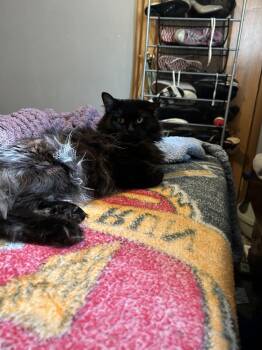 Violet -  Domestic Medium Hair Cat Available for Adoption in Kannapolis, North Carolina - Violet | PetCurious