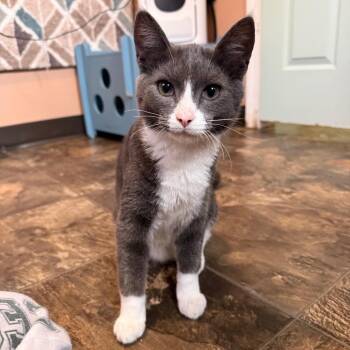 Kendarius -  Domestic Short Hair Cat for Adoption in Priest River, Idaho - Kendarius | PetCurious