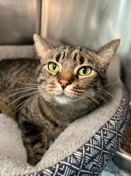 Rescue Domestic Short Hair Cats for Adoption in Menomonie, Wisconsin - Song | PetCurious