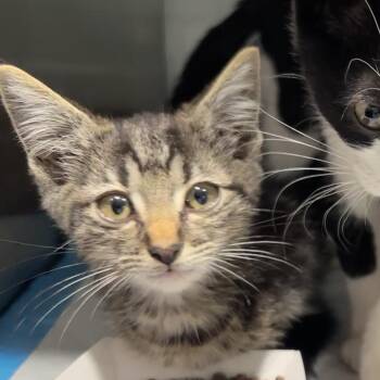 Lasso -  Domestic Short Hair Cat for Adoption in Abilene, Texas - Lasso | PetCurious