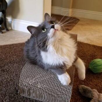 Domestic Long Hair Cats Available for Adoption - RAYNE | PetCurious