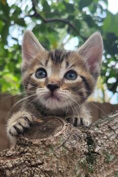 Mocha -  Domestic Short Hair Cat for Adoption in Sunrise, Florida - Mocha | PetCurious