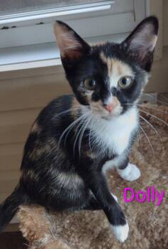 Dolly -  Domestic Short Hair and Calico Cat for Adoption in St. Peters, Missouri - Dolly | PetCurious