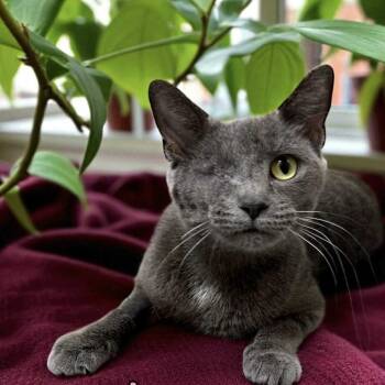 Rescue Domestic Short Hair Cats for Adoption in Bentonville, Arkansas - Letty | PetCurious