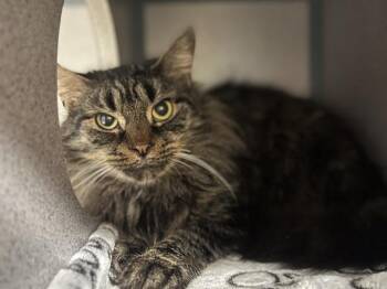 Domestic Medium Hair Cats Available for Adoption - BIMINI | PetCurious