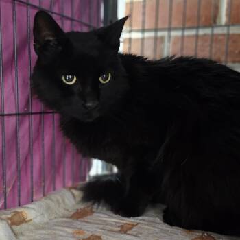 Rescue Domestic Medium Hair Cats for Adoption in Camden, Delaware - Lulu | PetCurious