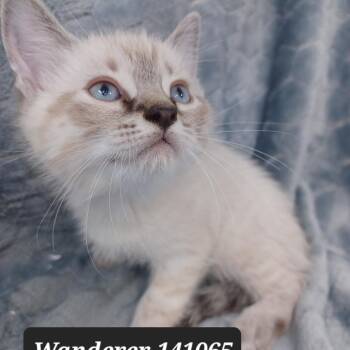 Siamese Cats Available for Adoption in New Tazewell, Tennessee - Wanderer | PetCurious
