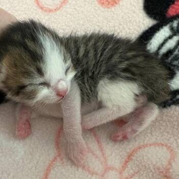Domestic Short Hair and Japanese Bobtail Cats Available for Adoption in Peachtree City, Georgia - Dobby | PetCurious
