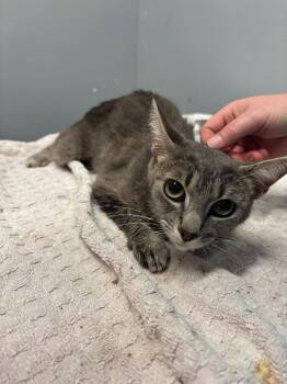 Parkay -  Domestic Short Hair Cat for Adoption in Bloomington, Indiana - Parkay | PetCurious