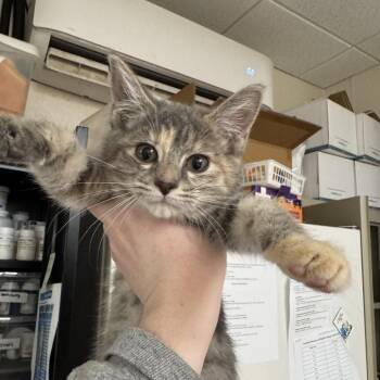 Seven (Group 2_2) -  Domestic Short Hair Cat Available for Adoption in Pekin, Illinois - Seven (Group 2_2) | PetCurious