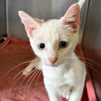 Baihu* -  Domestic Short Hair Cat for Adoption in San Gabriel, California - Baihu* | PetCurious