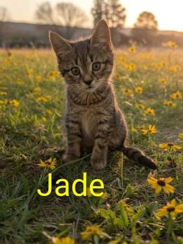 Jade -  Domestic Short Hair Cat for Adoption in Jim Thorpe, Pennsylvania - Jade | PetCurious