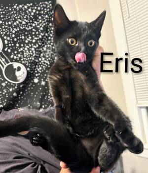 Rescue Domestic Short Hair Cats for Adoption in Binghamton, New York - Eris | PetCurious