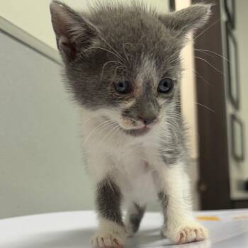 Cassian -  Domestic Short Hair Cat for Adoption in Tampa, Florida - Cassian | PetCurious