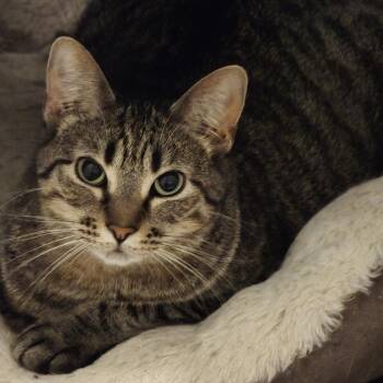 Sparrow -  Tabby and Domestic Short Hair Cat for Adoption in Farmington, Minnesota - Sparrow | PetCurious