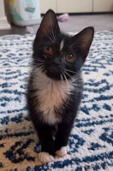 Yin -  Domestic Short Hair Cat for Adoption in Lemoyne, Pennsylvania - Yin | PetCurious