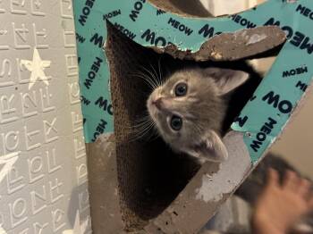 Domestic Short Hair Cats Available for Adoption in Fruit Heights, Utah - Nami | PetCurious