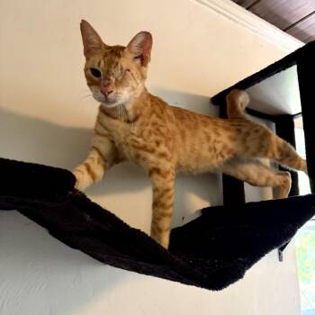 Domestic Short Hair Cats Available for Adoption in Juno Beach, Florida - Ollie | PetCurious