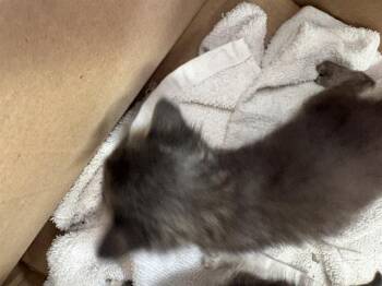 SHIITAKE -  Domestic Short Hair Cat for Adoption in Fort Walton Beach, Florida - SHIITAKE | PetCurious