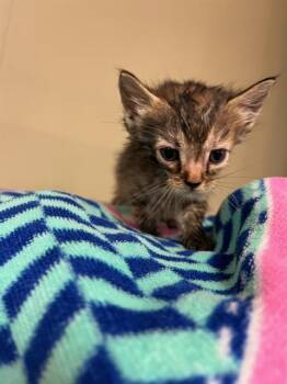 Rescue Domestic Short Hair Cats for Adoption in Jacksonville, Florida - GABBY | PetCurious