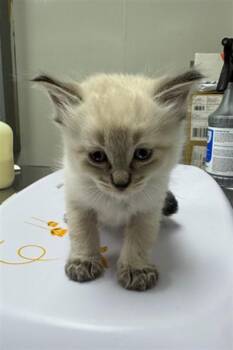 Domestic Medium Hair Cats Available for Adoption in Ontario, California - OLIVER - ADOPTION PENDING | PetCurious