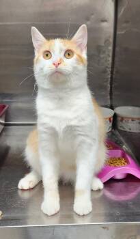 Sandy -  Domestic Short Hair Cat for Adoption in Washingtonville, New York - Sandy | PetCurious