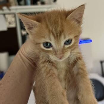 Valencia -  Domestic Short Hair Cat Available for Adoption in Jupiter, Florida - Valencia | PetCurious