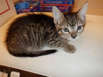 A1406907 -  Domestic Short Hair Cat for Adoption in San Jose, California - A1406907 | PetCurious