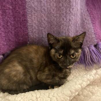 Sellene -  Domestic Short Hair Cat for Adoption in Roswell, Georgia - Sellene | PetCurious