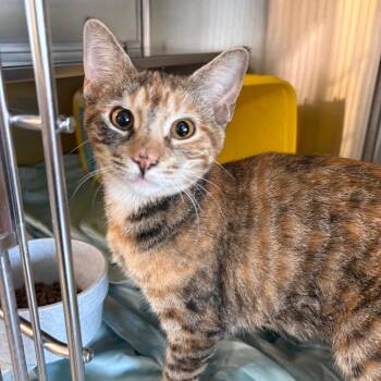 Roxy -  Domestic Short Hair Cat for Adoption in Manhattan, Kansas - Roxy | PetCurious