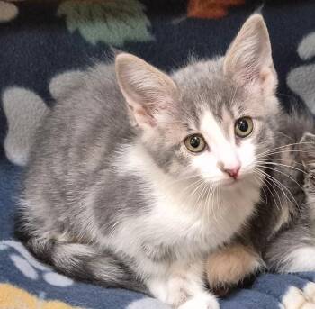 Domestic Short Hair Cats Available for Adoption in Tomah, Wisconsin - Fern | PetCurious