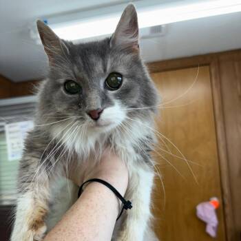 Domestic Long Hair Cats Available for Adoption - Pastila | PetCurious