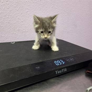 61140675 -  Domestic Short Hair Cat for Adoption in El Paso, Texas - 61140675 | PetCurious