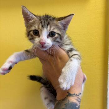 Leo -  Domestic Short Hair Cat for Adoption in Webster, Texas - Leo | PetCurious