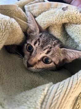 Domestic Short Hair Cats Available for Adoption in San Antonio, Texas - OREANA | PetCurious
