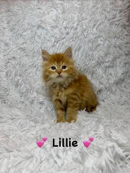 Lillie -  Domestic Long Hair Cat for Adoption in Copley, Ohio - Lillie | PetCurious