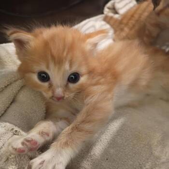 Las Vegas -  Domestic Short Hair Cat for Adoption in Lynchburg, Virginia - Las Vegas | PetCurious