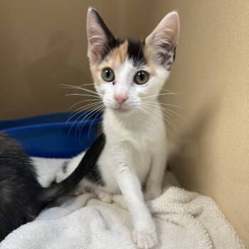 Rescue Domestic Short Hair Cats for Adoption in Blue Ridge, Georgia - Dori | PetCurious